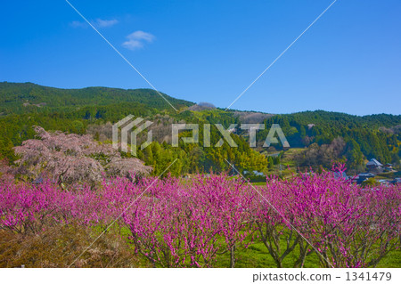 又兵衛櫻 1341479