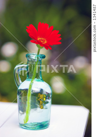 雛菊 1341487
