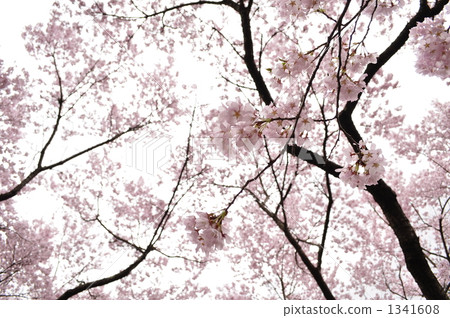 Higashi Small Higan Sakura 04 1341608