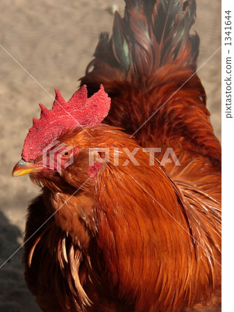 Tsushima chicken Tsushima chicken 1341644