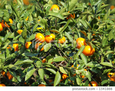 Mandarin orchard 1341866
