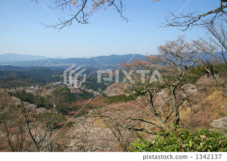 吉野山在春天 1342137