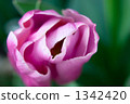 Tulip No. 2 Tulip No. 2 1342420