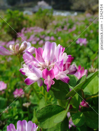 蓮花草 1342454