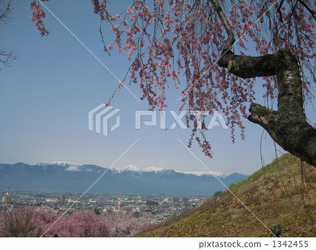 北阿爾卑斯山和降雪櫻花 1342455