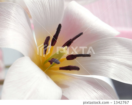 鬱金香女士 鬱金香女士 1342767