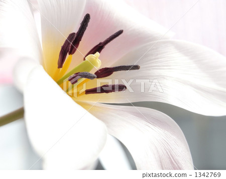 Tulip lady 1342769