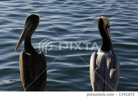 Two pelicans 1342855