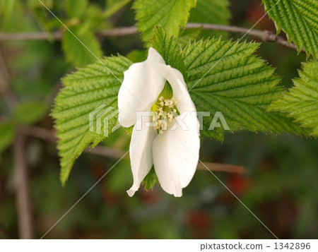 rhodotypos scandens, deciduous shrub, rose 1342896