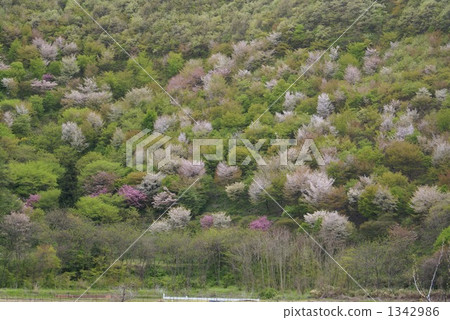 野生山櫻桃樹在Shinshu Suzaka Inoue區 1342986