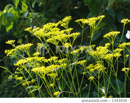 08 Ominae and Ominaeidae 15 1343036