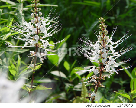 August Cats Whisker / Labiata 07 1343040