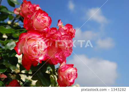 A red rose A red rose 1343282