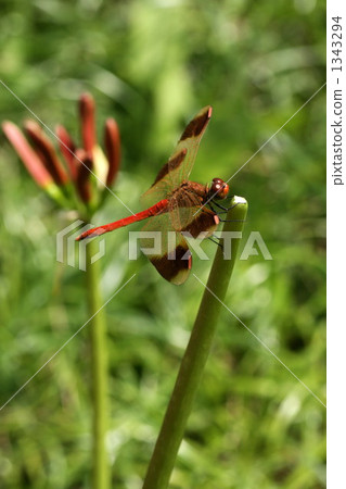 紅蜻蜓 蜻蜓 紅色 1343294