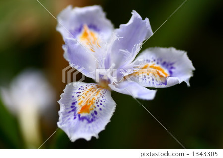 蝴蝶花 胡蝶花 虹膜王 1343305