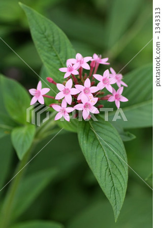pentas, bloom, blossom 1343313