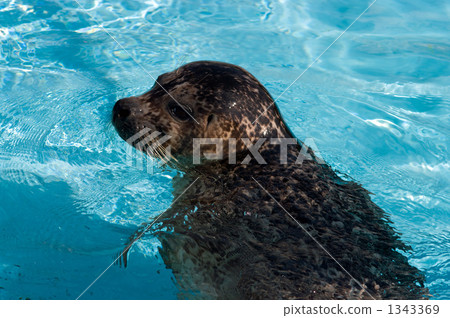 Zenigata密封件 1343369