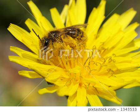 Bees and dandelions 1343533