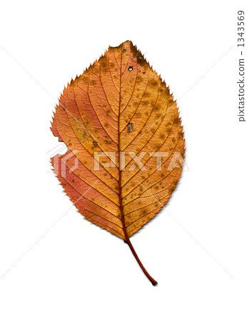 Cherry leaf push (back) Cherry leaf push (back) 1343569