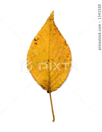 櫻桃葉推（後） 1343588