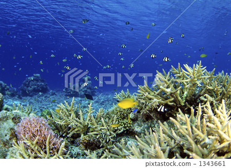 A group of tropical fish 1343661