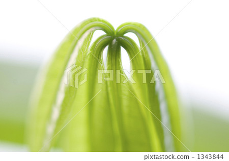 Spread leaves Spread leaves 1343844