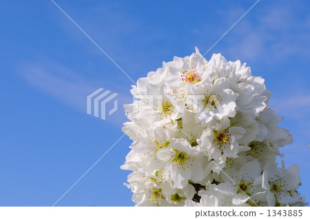 Pear flowers 1343885