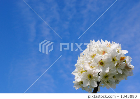 Pear flowers 1343890