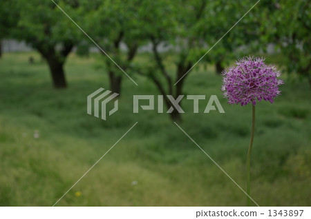 Allium · Gigantium bouquet 1343897