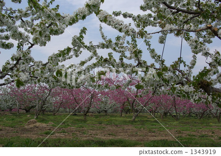 Cherry flowers and peach blossoms Cherry flowers and peach blossoms 1343919