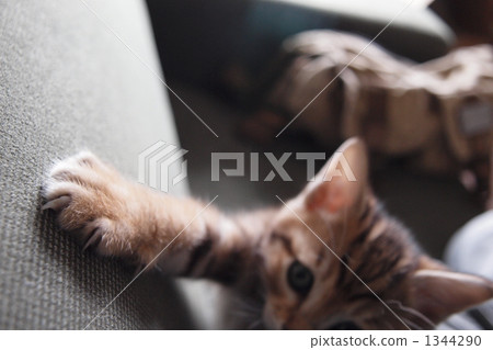 貓的手 1344290