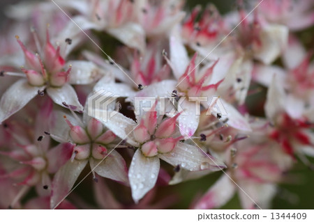 翡翠木 翡翠木 1344409