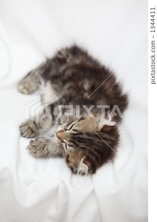 小貓深深地睡著了 1344411