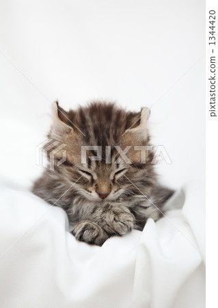 睡覺的小貓 1344420