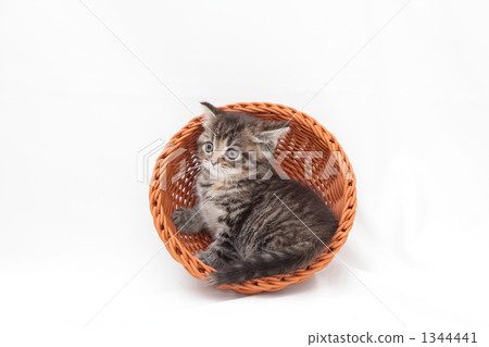 小貓在籃子裡休息 1344441