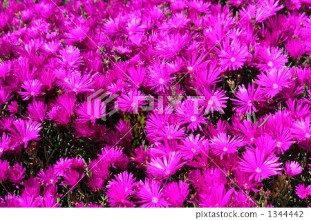 Matsubakiki flower red Matsubakiki flower red 1344442