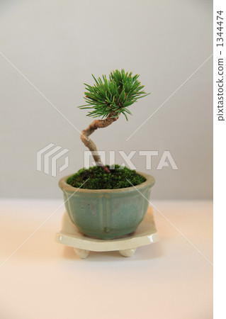 灌裝的 盆栽 花盆 1344474