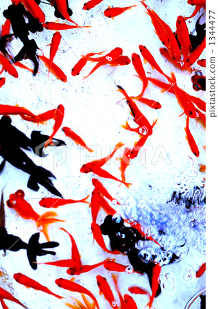 金魚 撈金魚 游泳 1344477