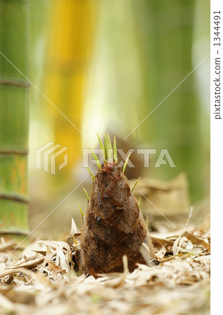 Bamboo shoots Bamboo shoots 1344491