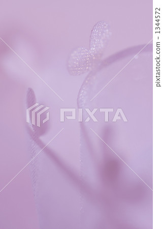 粉紅色的心 1344572