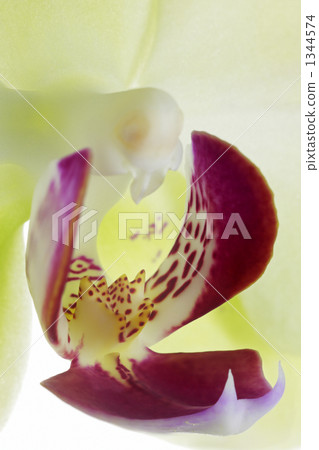 Phalaenopsis orchid  1344574
