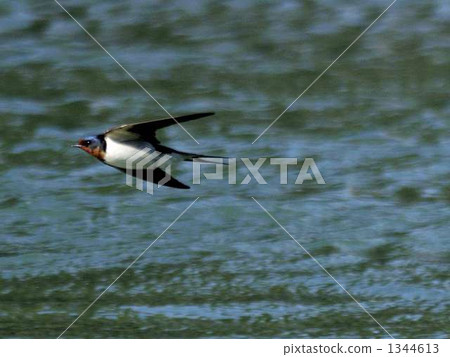 Swallow  1344613
