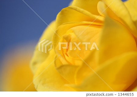 close-up, petal, petals 1344655
