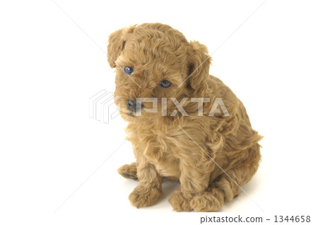 一隻小動物 貴賓犬 貴賓狗 1344658