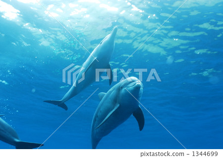 dolphin swim, indo-pacific bottlenose dolphin, dolphin 1344699