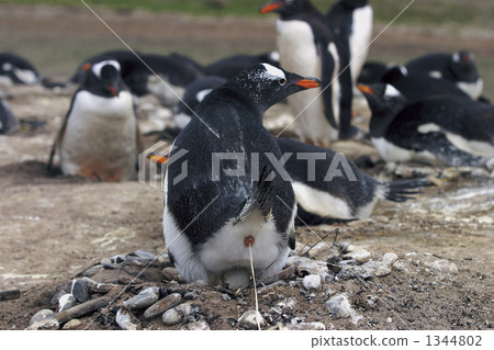 penguin, penguins, gentoo penguin 1344802