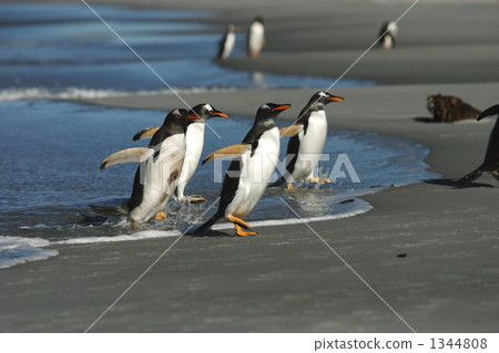 gentoo penguin, gentoo penguins, penguin 1344808