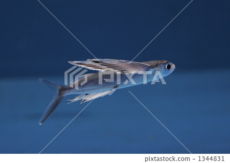 flying fish, one small animal, fish - Stock Photo [1344831] - PIXTA