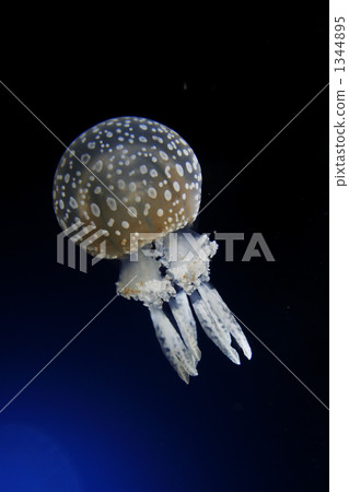 spotted jelly, jellyfish, one small animal 1344895