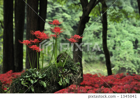 Cluster amaryllis 1345041